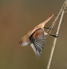 Bartmeise beim Abflug