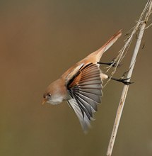 Bartmeise beim Abflug