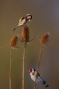 Herbstvögel