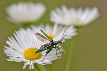 Ein Grüner startet durch.