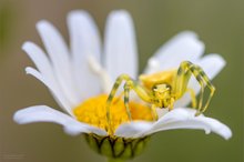 Gehöckerte Krabbenspinne