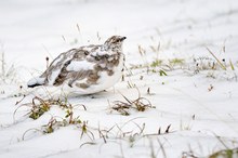 Im ersten Voralpenschnee