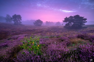 Heideblütemorgen