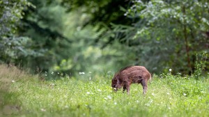 Auf der Blümchenwiese