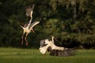 Nebenbulllller werden gnadenlos vertrieben