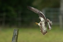 Bussard