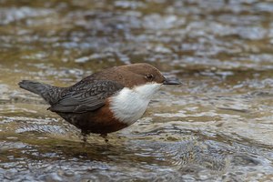 Wasseramsel