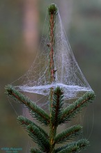 Weihnachtsbaumschmuck