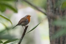 Lieblingsvogel