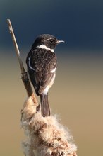 Schwarzkehlchen - Männchen