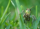 Europäische Wanderheuschrecke (Locusta migratoria) Close-Up