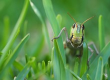 Europäische Wanderheuschrecke (Locusta migratoria) Close-Up