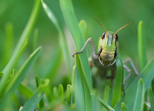 Europäische Wanderheuschrecke (Locusta migratoria) Close-Up