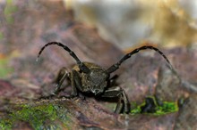 Der Weberbock (Lamia textor)