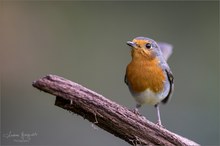 Robin