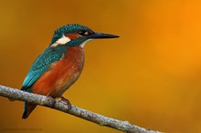 Eisvogel im Abendlicht