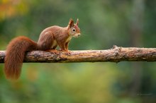 Eichhörnchen