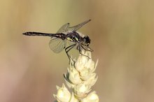 Schwarze Heidelibelle,Männchen