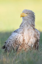 Seeadler im ersten Licht