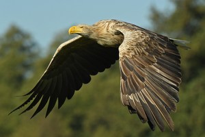 Seeadler on Tour