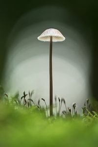 Ein Pilz mit Sti(e)l