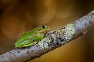 Herbst-Laubfrosch ...