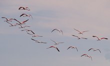 Flamingos ...(1)