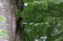 Brutbaum am Wanderweg