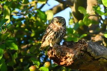 Steinkauz im Obstbaum