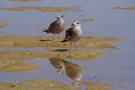 Skuas - sehr friedlich - am Atlantik