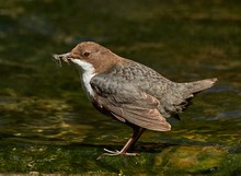 Wasseramsel