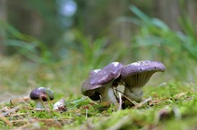 Der Großer Schmierling