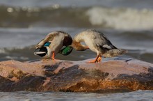 Nabelschau bei Stockentenerpel und Gänsesägerweibchen