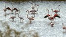 Flamingos (2)