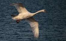 Höckerschwan (Cygnus olor)