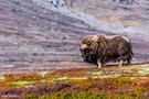 Dovrefjell Moschusochse