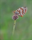 *Melitaea didyma_2*