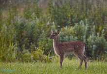 Hirschkalb