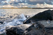 Meerstrandläufer im Lebensraum