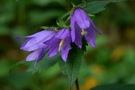 Kleine blaue Blümchen am Wegesrand