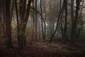 Oktobermorgen im Mischwald