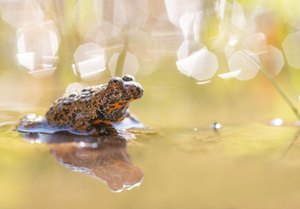 Bombina im Lichtermeer