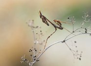 Miniempusa im Gegenlicht