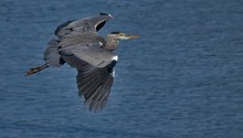 Graureiher (Ardea cinerea),