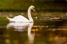 Herbstlicher Schwan