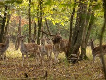 Der Pascha und sein Harem