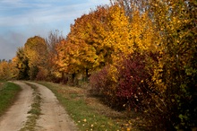 Herbstliche Allee