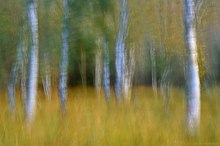 Birkenwald auf Zingst