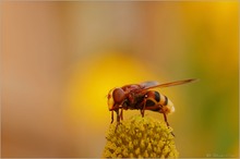 Hornissenschwebfliege (Volucella zonaria)