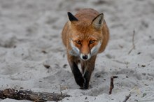 Strandfuchs 3